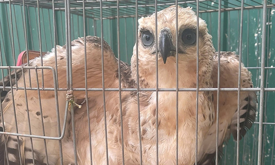 Đại bàng mắc lưới trong vườn nhà dân