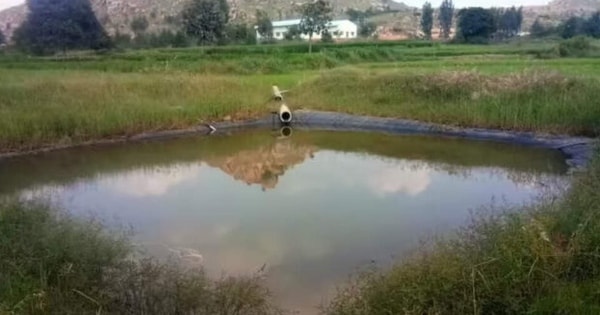 Chơi đùa trên cánh đồng, 3 đứa trẻ tử vong thương tâm