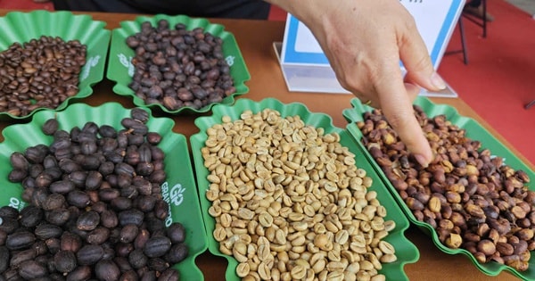 Giá cà phê hôm nay 27-1: Tăng đồng loạt, “ông trùm cà phê” lý giải