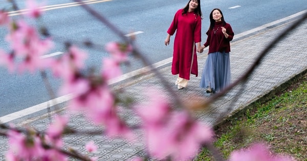 Du khách đổ về những cung đường mai anh đào đẹp nhất Đà Lạt