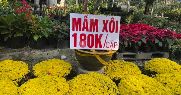 Cúc mâm xôi vàng rực khắp các tuyến đường TPHCM, giá nào cũng có