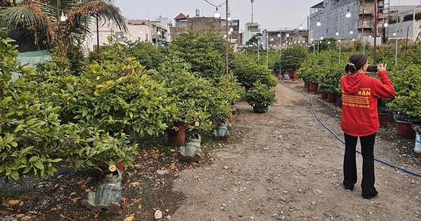 Mai Tết tràn ngập tuyến đường Phạm Văn Đồng đầu tháng Chạp