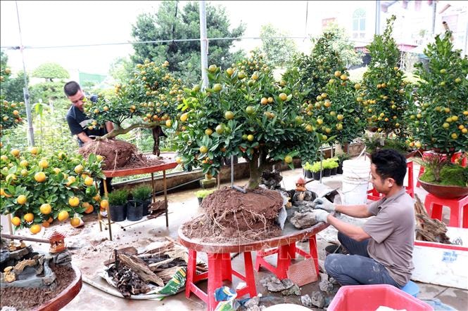 Quất tiểu cảnh 'hút' người chơi Tết