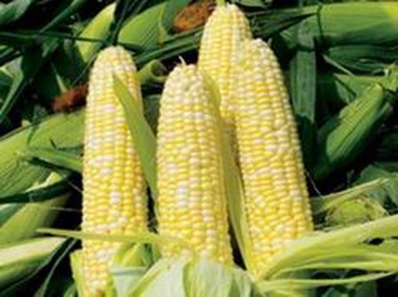 Điều kiện sinh vật biến đổi gen được sử dụng làm thực phẩm, thức ăn chăn nuôi