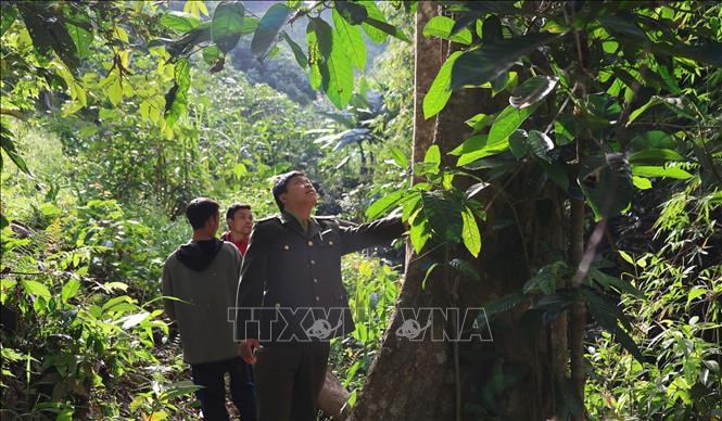 Mở rộng chính sách đầu tư bảo vệ rừng đặc dụng