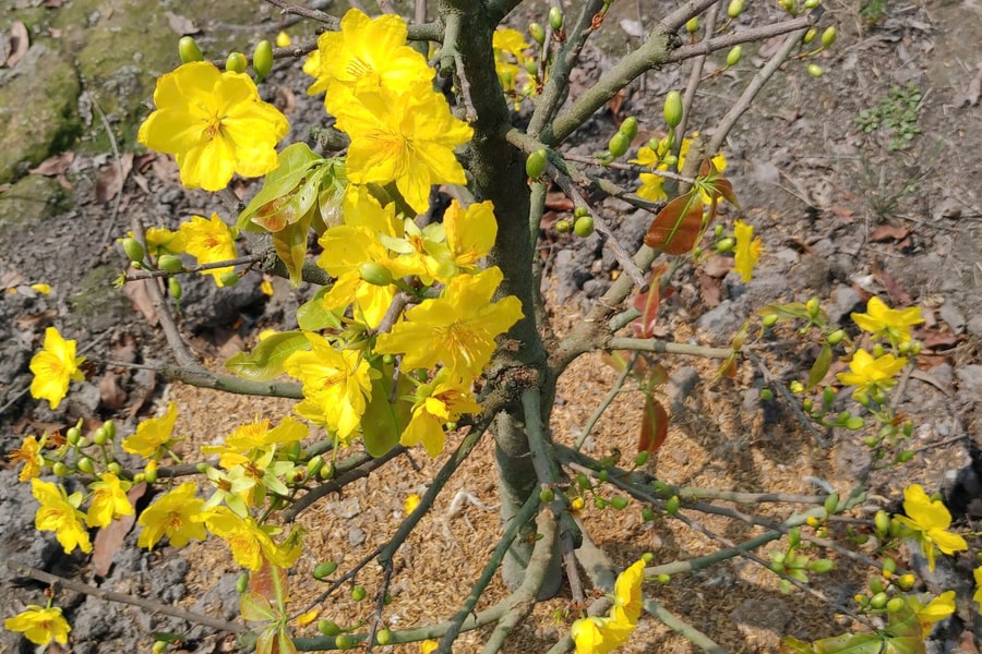 Thị trường mai Tết TP Hồ Chí Minh 'nín thở' chờ sức mua tăng