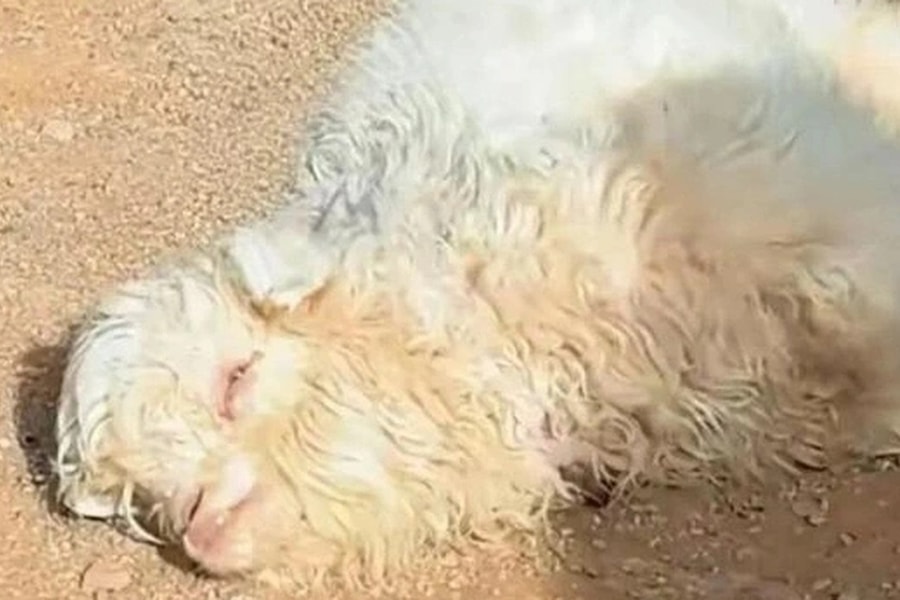 Trung Quốc: Tranh nhau mua con cừu biết giả chết khi gặp người lạ