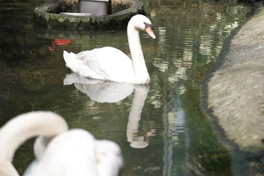 Thiên nga trắng sau vụ trộm: Lo bị stress, sẽ cách ly chăm sóc đặc biệt