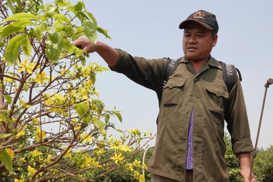 Ngóng mãi không thấy khách, chủ vườn mai tiếc hùi hụi thời hoàng kim