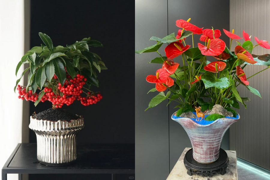 5 cây hoa đỏ dáng nhỏ tạo điểm nhấn không gian sống dịp Tết