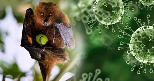 Virus Nipah: Chuyên gia chỉ rõ nhóm người có nguy cơ cao cần đặc biệt lưu ý