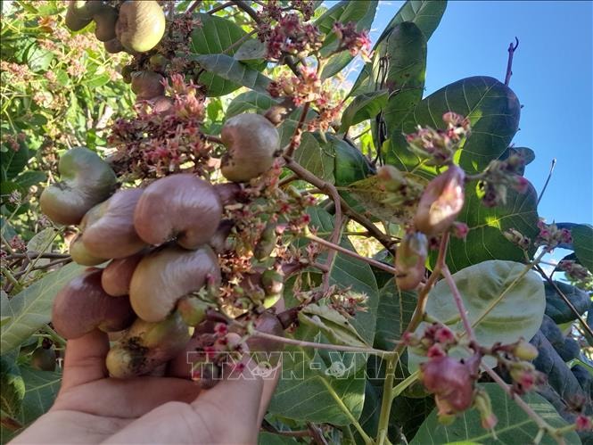 Thủ phủ điều kỳ vọng vụ mùa bội thu