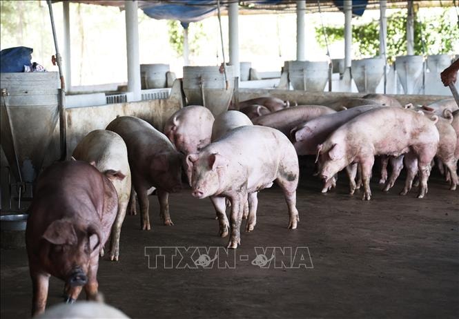 Giá lợn tại Đồng Tháp tăng cao