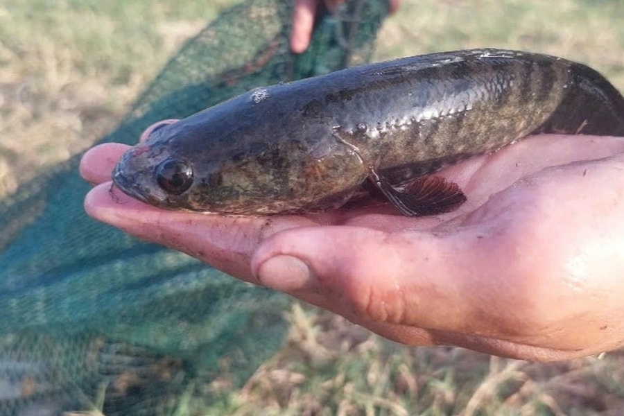 Ngư dân điêu đứng vì nạn chích điện, tận diệt "kho báu" vùng đầm