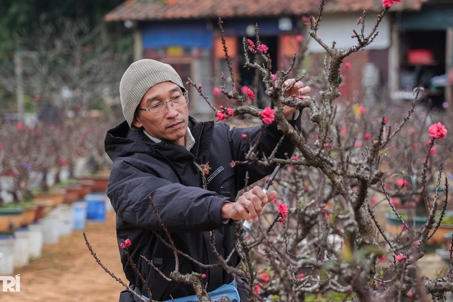Lạng Sơn: Ông chủ mở quán cà phê bảo tồn văn hóa, bật mí cách chọn đào đẹp