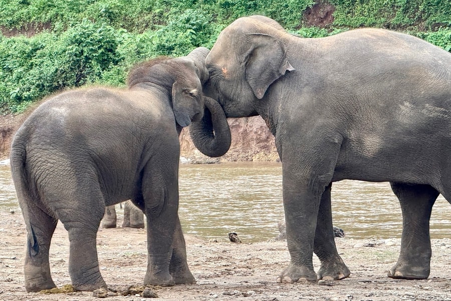Thái Lan tiêm thuốc tránh thai cho voi rừng