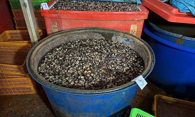 Ốc bươu ngâm hóa chất trắng, giòn bất thường nhưng nhiều người khen ngon