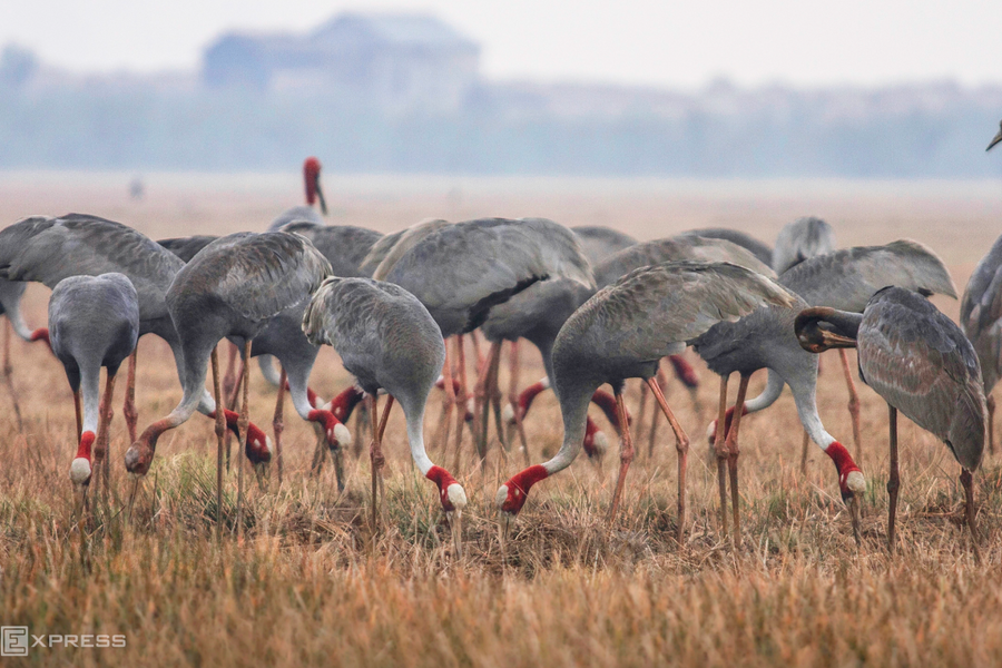 Sếu đầu đỏ là biểu tượng của tỉnh nào?