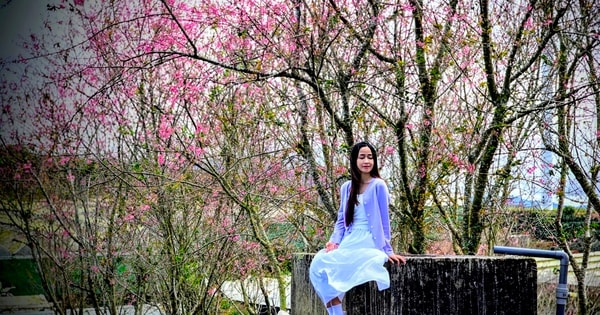 Quang Dũng, Hồng Nhung biểu diễn trong Lễ hội Mai anh đào Đà Lạt