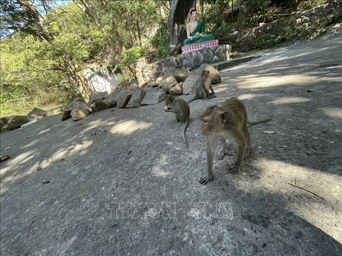 Người dân kiến nghị khoanh vùng sinh sống phù hợp cho khỉ hoang