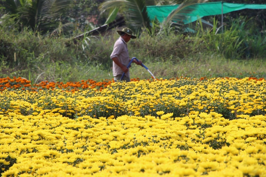 Hoa, cây kiểng Tết tại TP Hồ Chí Minh tăng giá nhẹ
