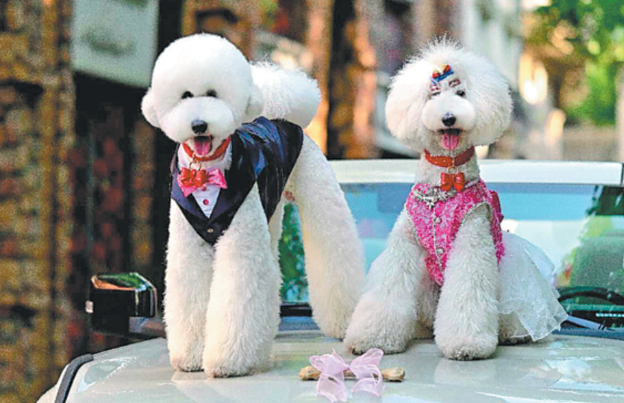 Đua nhau làm đám cưới cho chó cưng