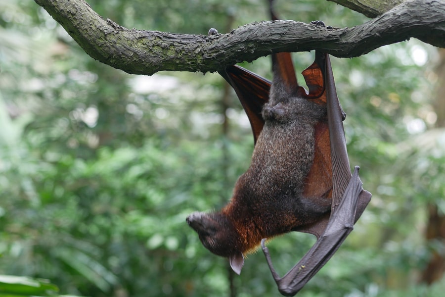 4 bệnh truyền nhiễm từ dơi từng bùng phát thành dịch