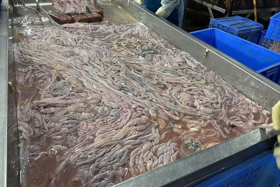 'Lòng lợn cấp đông bốc mùi' - ổ vi khuẩn tấn công hệ tiêu hóa