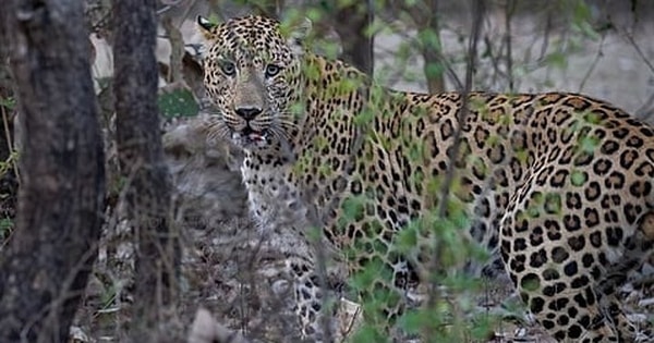 Người đàn ông giết chết báo dữ để cứu con trai