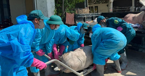 Quảng Ngãi đề nghị Trung ương hỗ trợ 106 tỉ khắc phục hậu quả dịch tả heo châu Phi