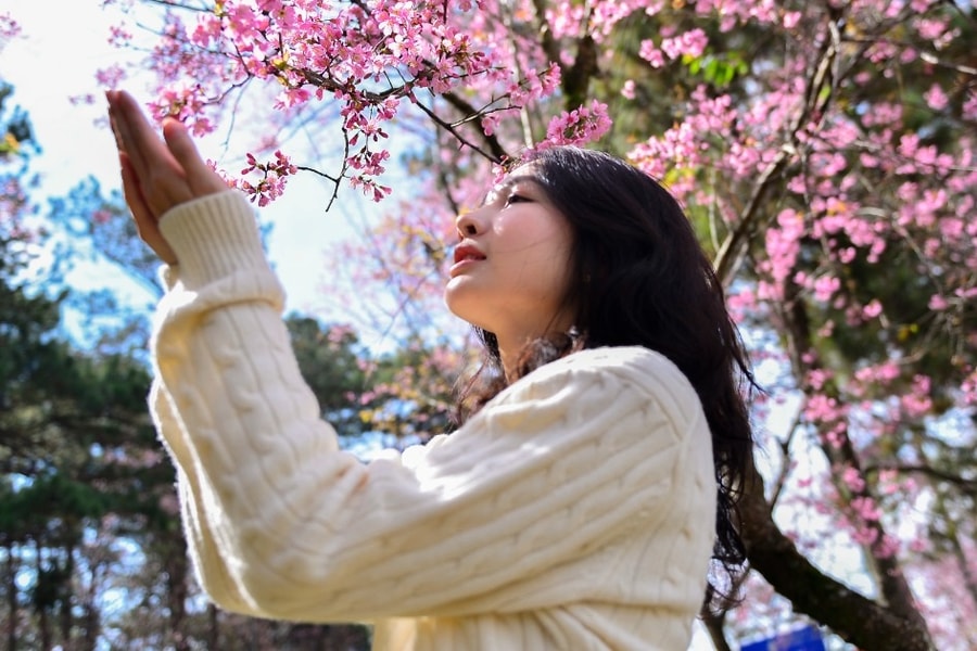 Đà Lạt khép lại lễ hội hoa mai anh đào Xuân 2026