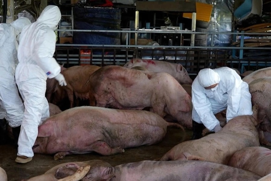 Quảng Ngãi đề nghị hỗ trợ 106 tỷ đồng khắc phục dịch bệnh gia súc, gia cầm