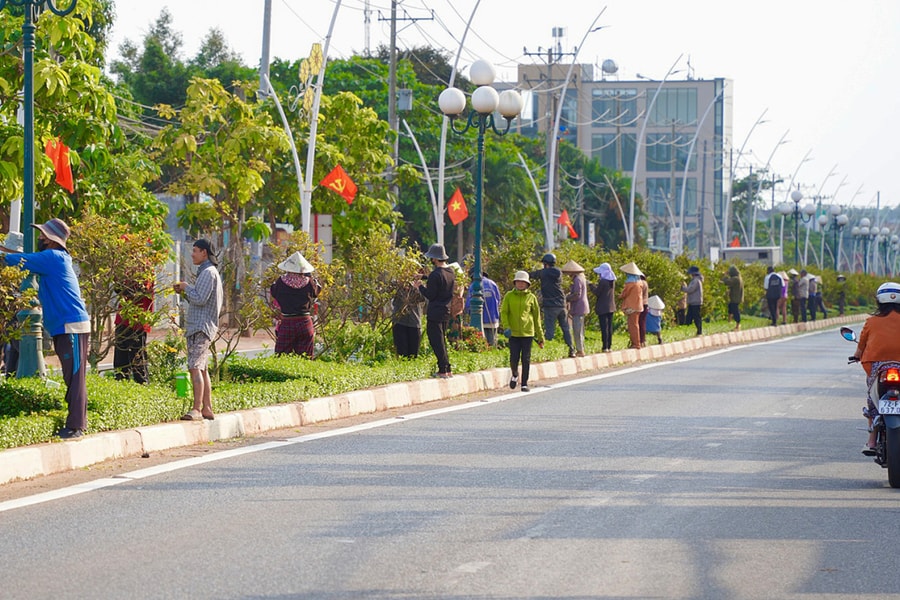 Hàng trăm người tuốt lá 1.200 cây mai trên quốc lộ ở TP HCM