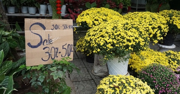 Chung tay “giải cứu” cúc mâm xôi nở sớm trước Tết