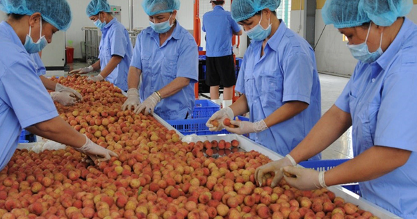 Nông sản khó thông quan theo quy định mới: Bộ Y tế đề nghị phối hợp tháo gỡ