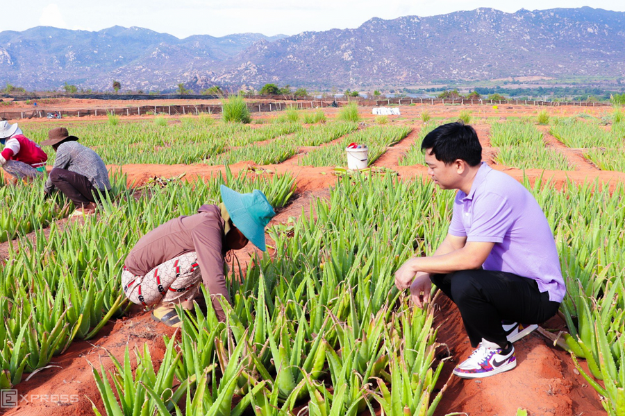 Doanh nghiệp bán thạch dừa, nha đam tăng mạnh lãi