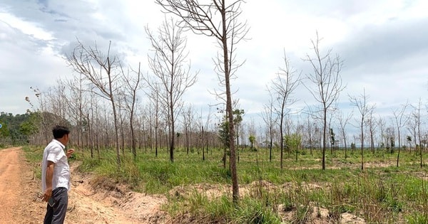 Gia Lai thu hồi đất cao su kém hiệu quả để phát triển kinh tế