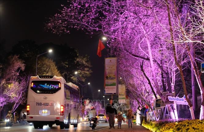 Quảng bá vẻ đẹp Đà Lạt qua sắc hoa Mai anh đào
