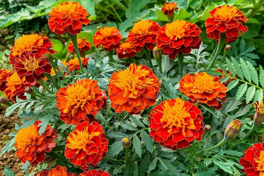 Cúc vạn thọ có thể dùng làm thuốc trị ho không?