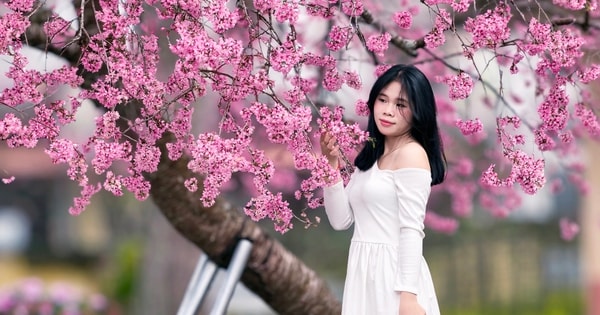 Cây mai anh đào "siêu hot" ở Đà Lạt, hàng trăm người chờ check-in mỗi ngày