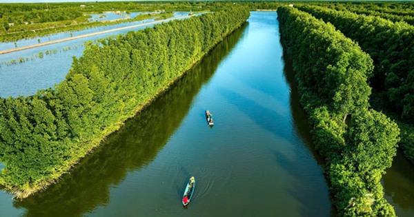 Cua biển Cà Mau liên tục tăng giá