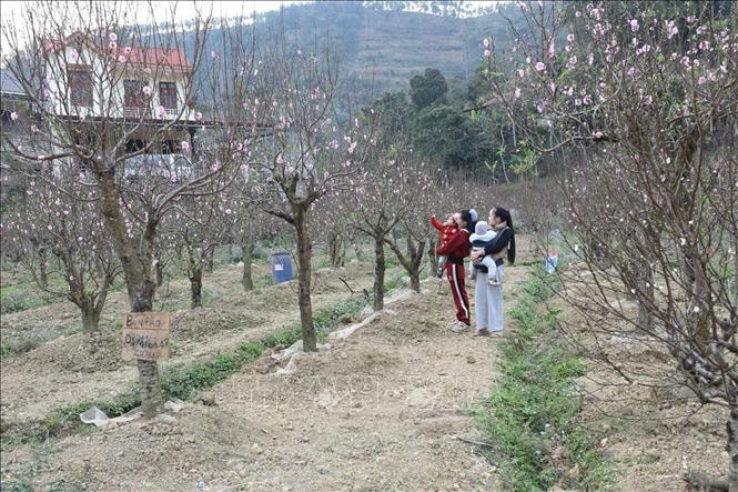 Thời tiết dịp nghỉ Tết Nguyên Bính Ngọ thuận lợi cho việc du Xuân