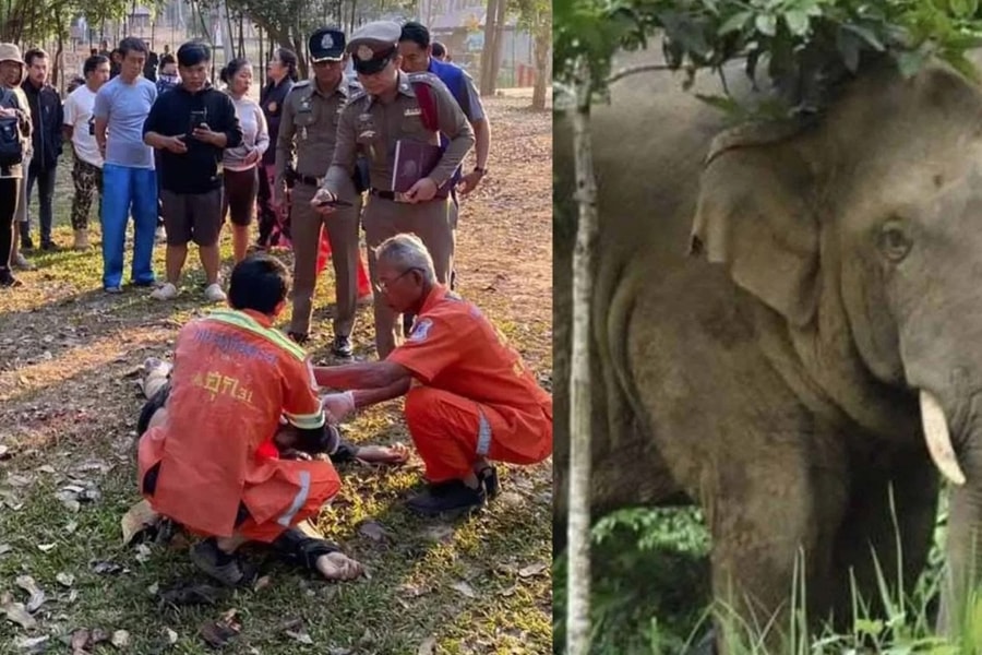 Thái Lan: Tập thể dục buổi sáng, du khách bị voi tấn công cạnh lều cắm trại
