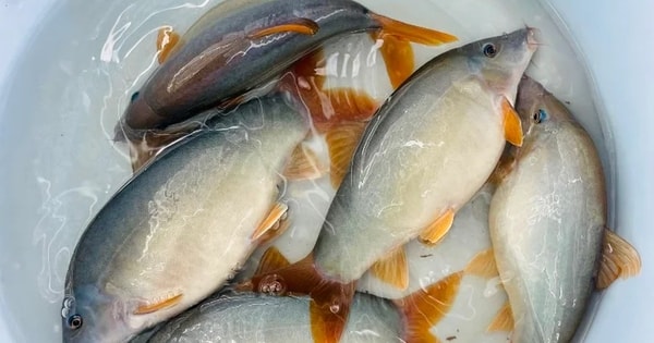 Mùa nước nổi miền Tây có đặc sản nghe tên lạ hoắc, khiến thực khách ăn rồi là nhớ mãi