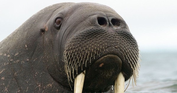 "Quái thú" có lớp mỡ dày 15cm, sống ở nơi lạnh nhất thế giới