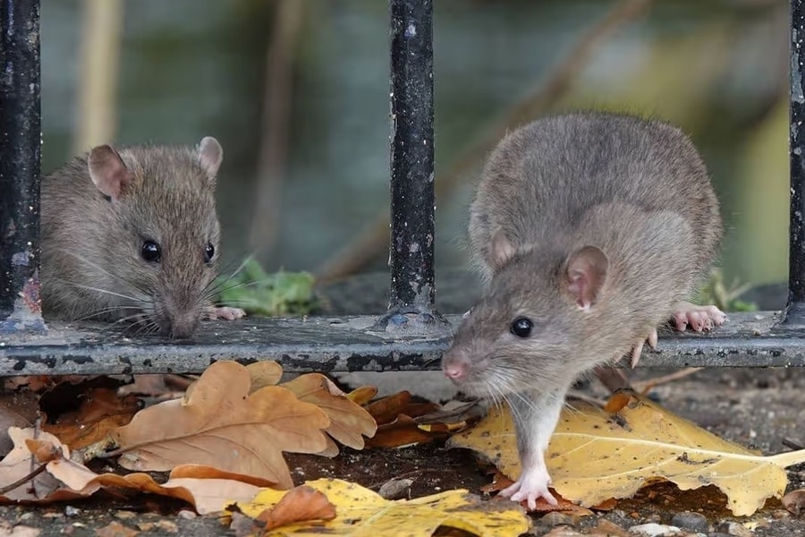 Sai lầm khi dọn dẹp 'mời' chuột và côn trùng vào nhà