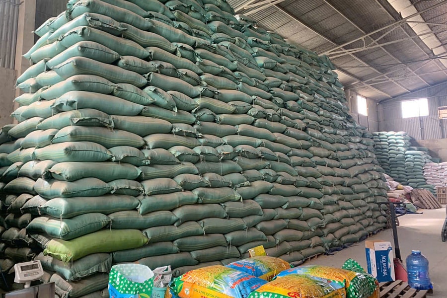 Giám đốc bị bắt vì làm giả hơn 200 tấn lúa giống ST25, ST24