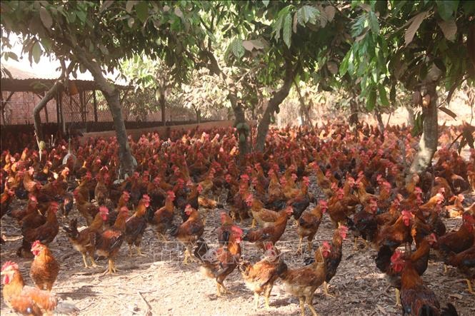 TP Hồ Chí Minh: Cận Tết, giá gà ta giảm, sức tiêu thụ chậm