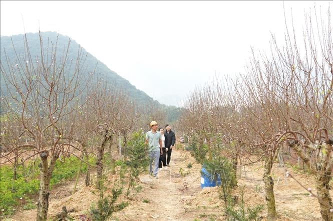 Đa dạng sản phẩm cây đào phai phục vụ Tết