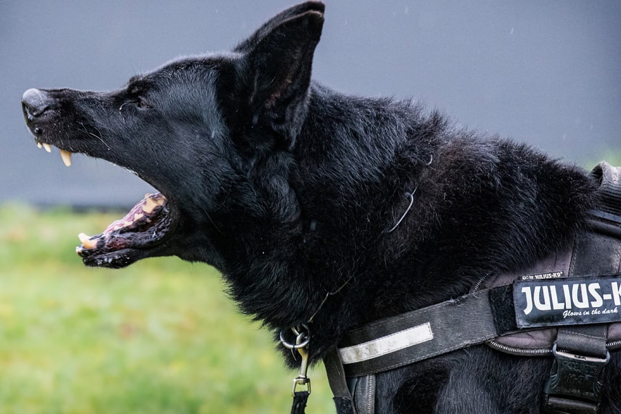 Mốt nuôi chó vệ sĩ của giới nhà giàu Anh